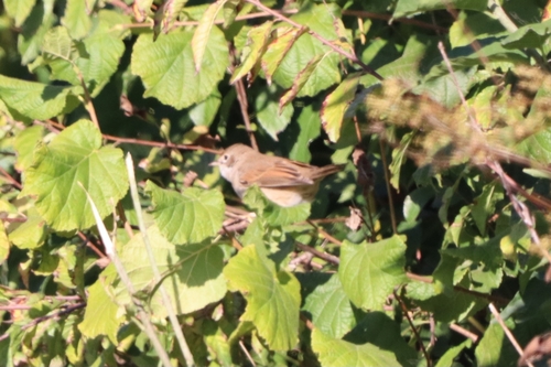 Greater Whitethroat
