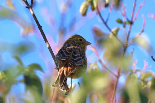 Yellowhammer