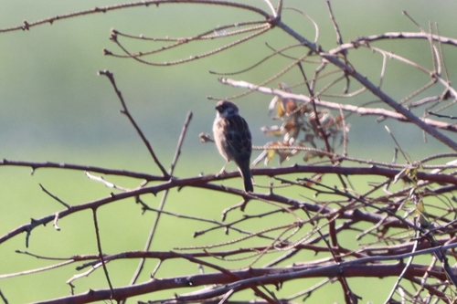 Eurasian Tree Sparrow