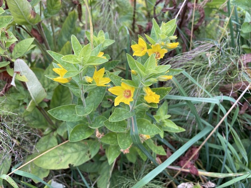Dotted Loosestrife