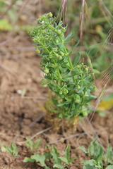 Galium tricornutum