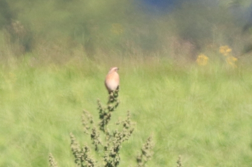 Whinchat