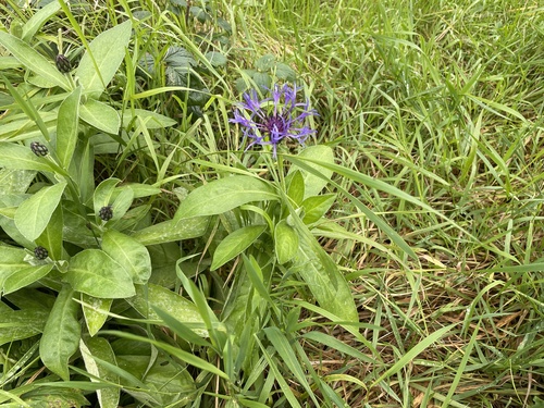 Perennial Cornflower
