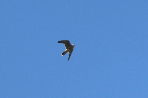 Eurasian Hobby