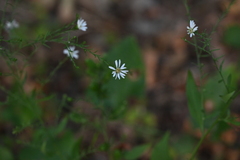 Symphyotrichum drummondii