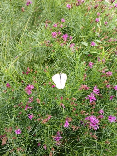 Small White