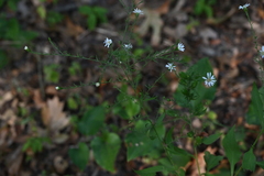 Symphyotrichum drummondii, photograph author not stated, no rights reserved