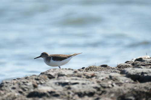 Common Sandpiper