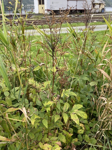 Meadowsweet