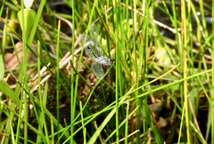 Erythrodiplax tenuis