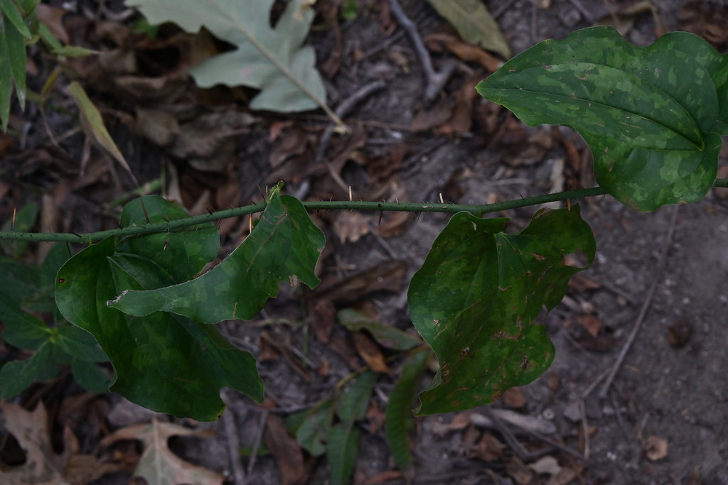 Smilax bona-nox; photograph author not stated, no rights reserved