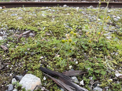 pineapple-weed