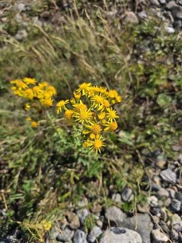 ragwort