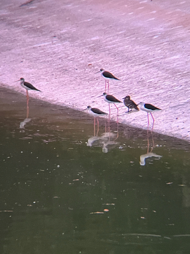 Black-winged Stilt