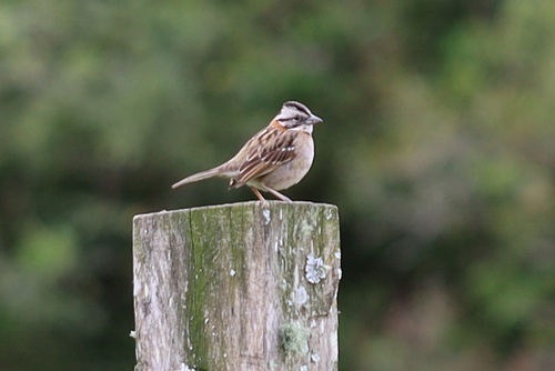 Rufous-collared Sparrow