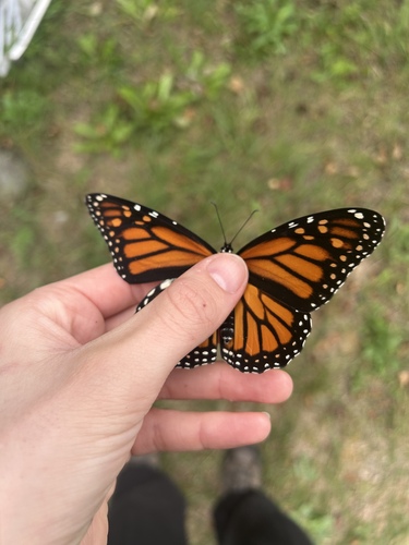 Monarch