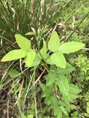 Desmodium tweedyi