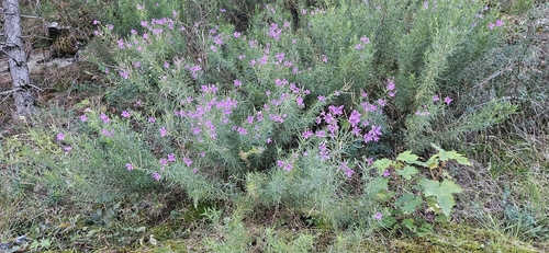 Rosemary-leaved Willowherb