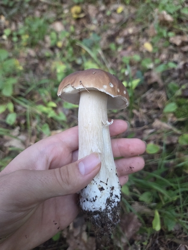 King Bolete