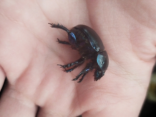 Woodland Dor Beetle
