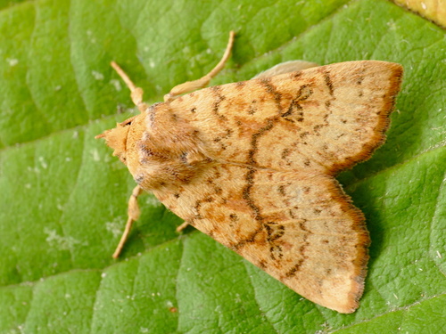 Tiliacea sulphurago