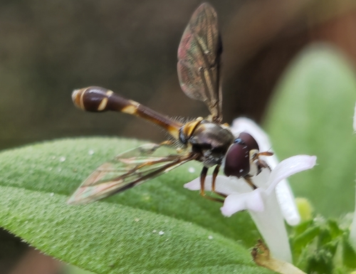 Four-speckled Hover Fly