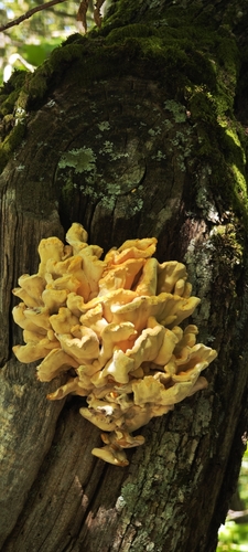 chicken of the woods