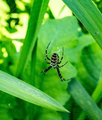 Wasp Spider