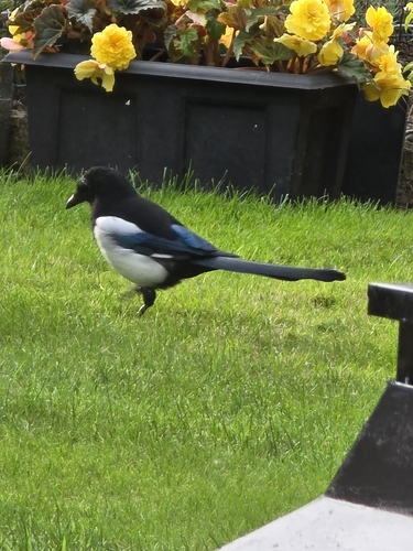 Eurasian Magpie