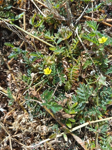 puncture vine