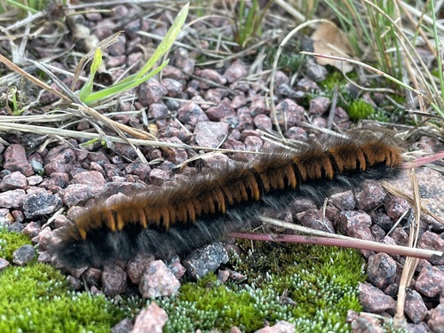 Fox Moth
