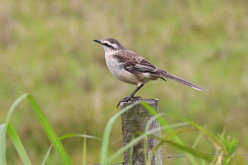 Chalk-browed Mockingbird
