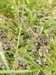 Glechoma hederacea