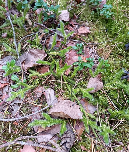 stag's-horn clubmoss
