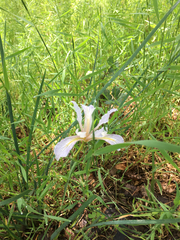 Iris macrosiphon