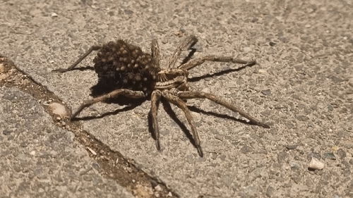 Radiated Wolf Spider