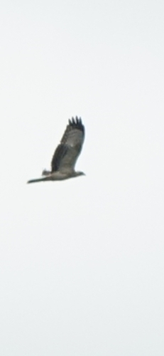 European Honey-buzzard