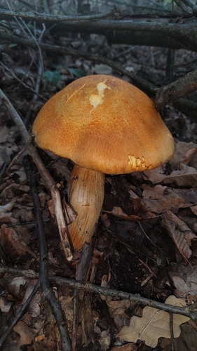 Spectacular Rustgill