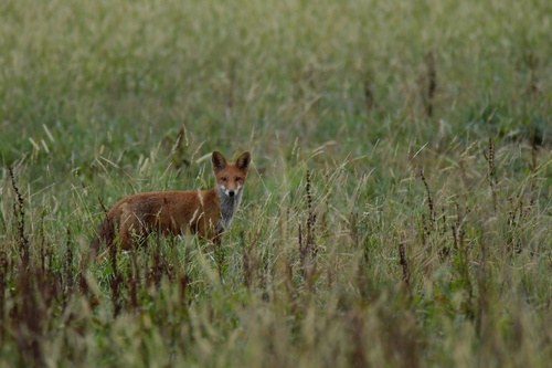 Red Fox
