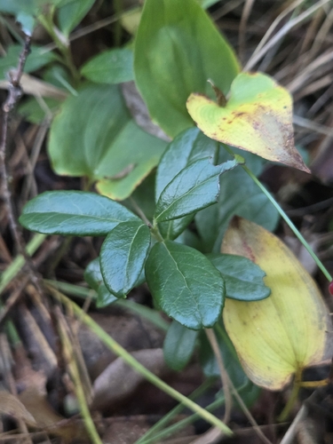 Lingonberry
