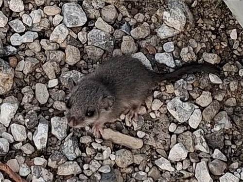 European Fat Dormouse