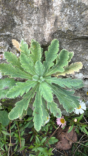 Papaver atlanticum