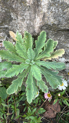 Papaver atlanticum
