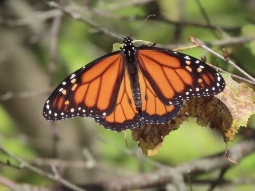 Monarch