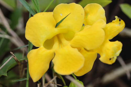 Catclaw vine