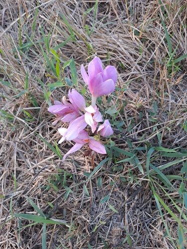 Autumn Crocus
