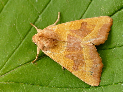 Centre-barred Sallow