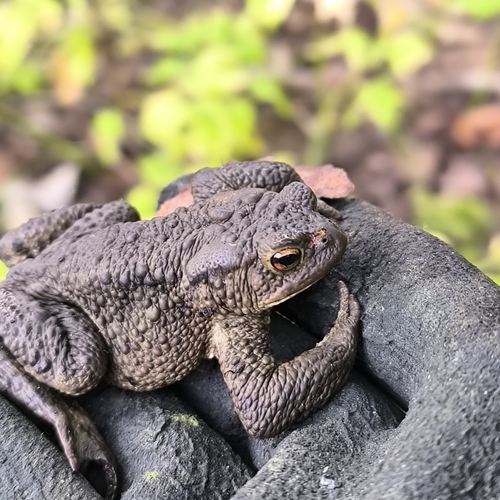 European Toad