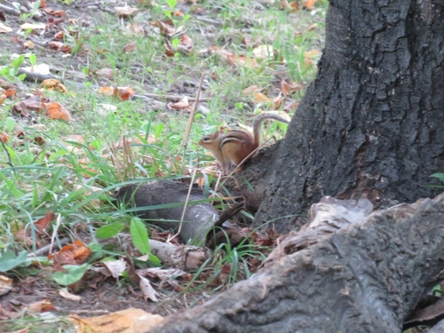 Eastern Chipmunk