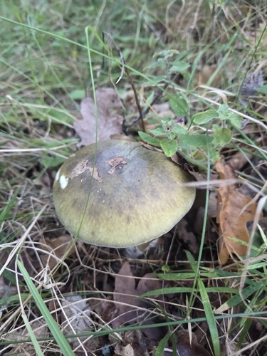 Deathcap